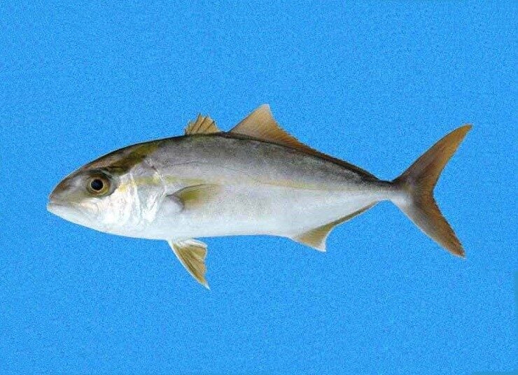 peixe