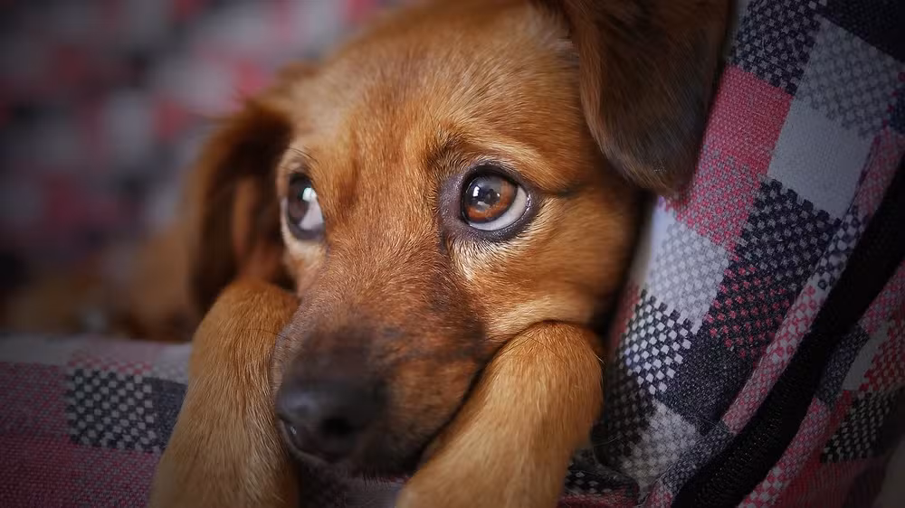 dog-3071334-1280