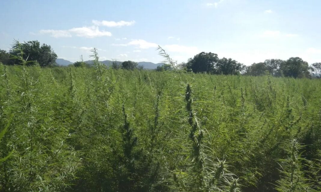 MACONHA