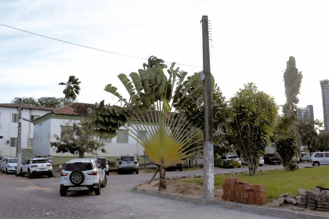 joao