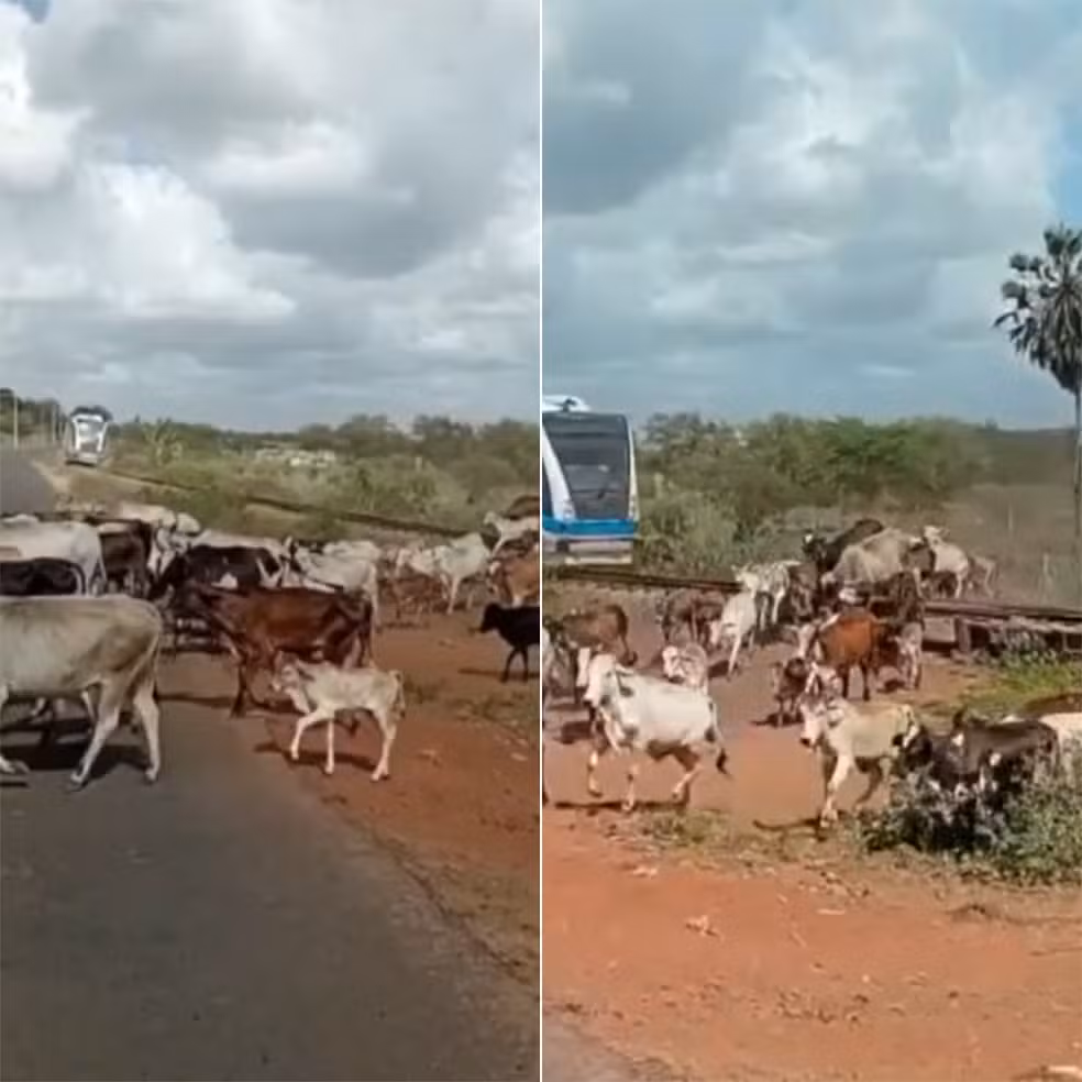 vacas