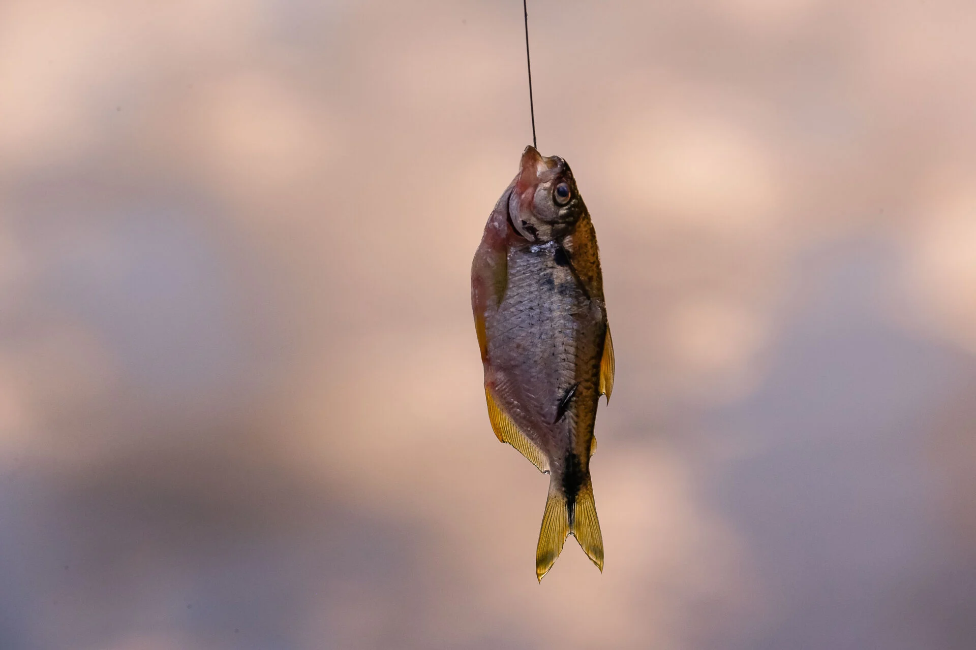 Peixe_Pirassununga_FVZEA_282-18_foto-Cecilia-Bastos-01
