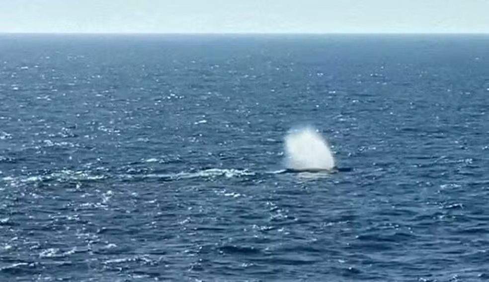 2026-05-02t104407z-815043803-rc2y0lafzzz4-rtrmadp-3-germany-whale-ocean-release